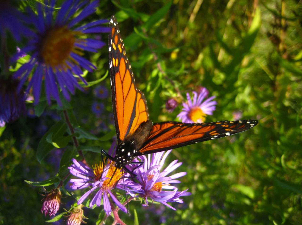 Monarch on a Purple flower.
