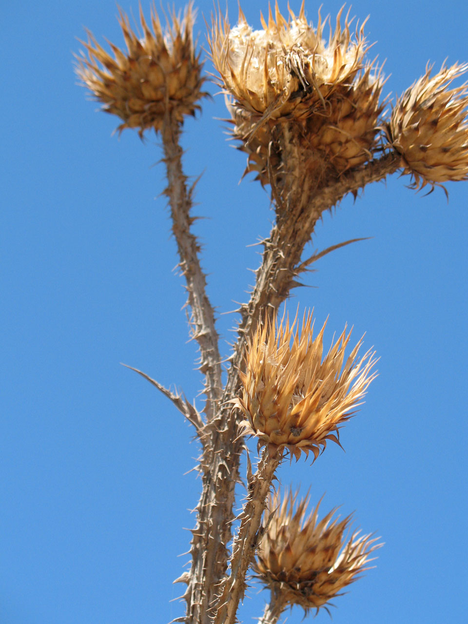 Detailed photo of thistle against blue sky