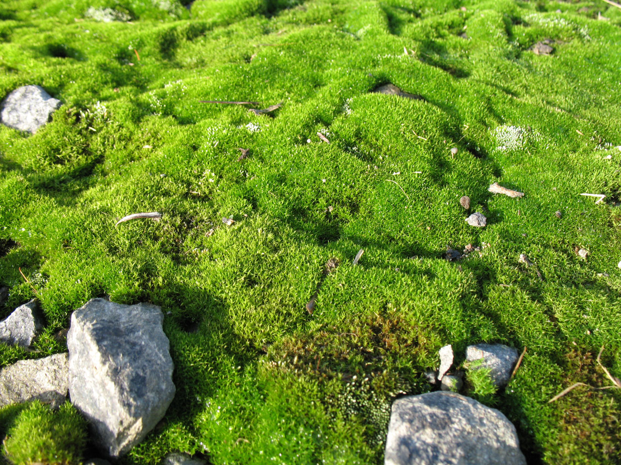 Moss And Stones