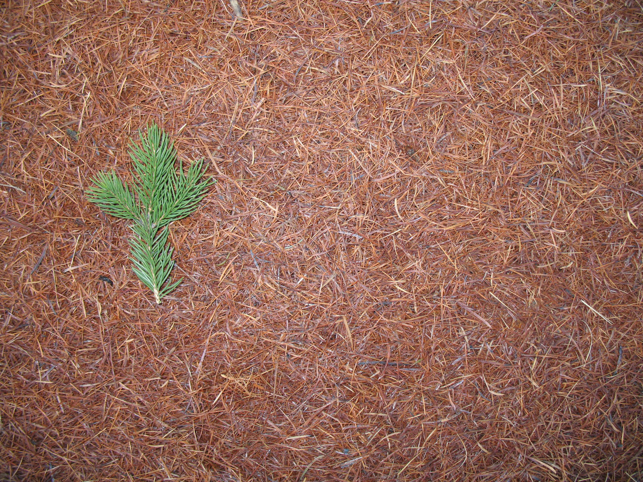 Brown needles on the surface with one tiny green branch