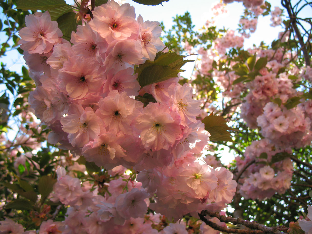 Japanese flowering cherry in the park