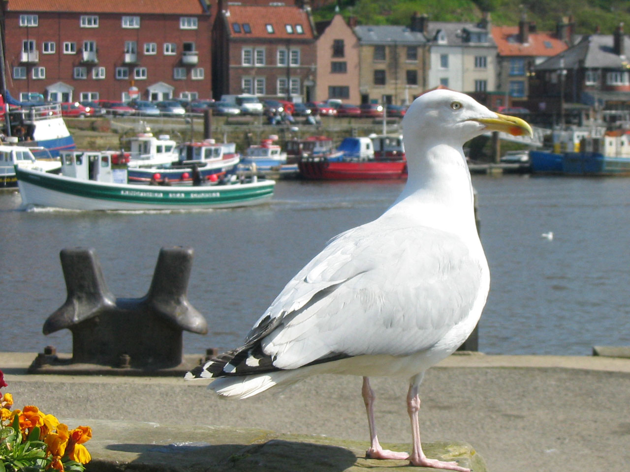 A seagull in Whitby