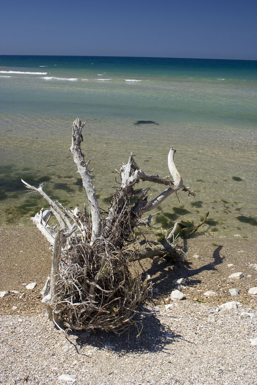 Dry Tree On The Beach