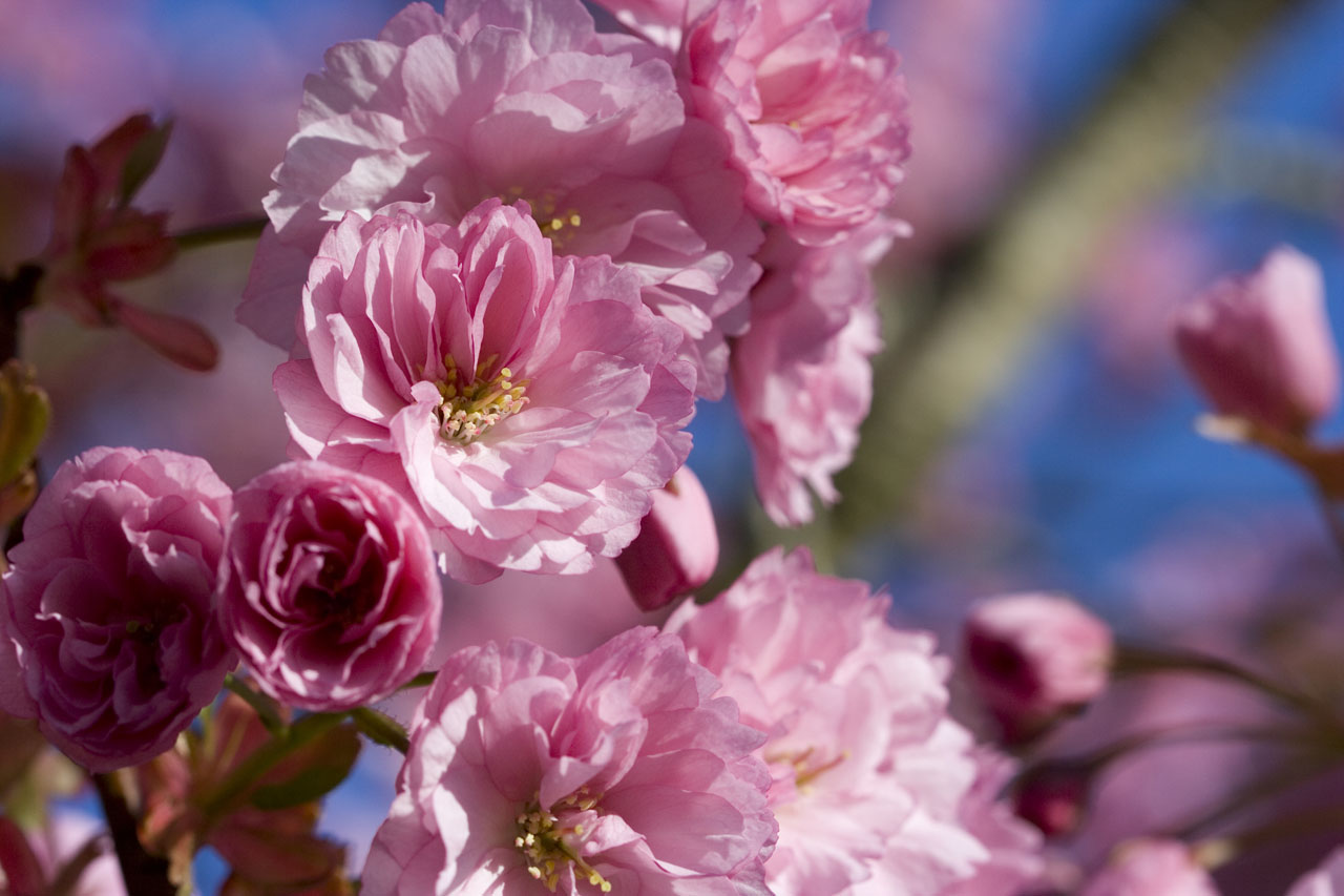 Detail photo of japanese flowering cherry