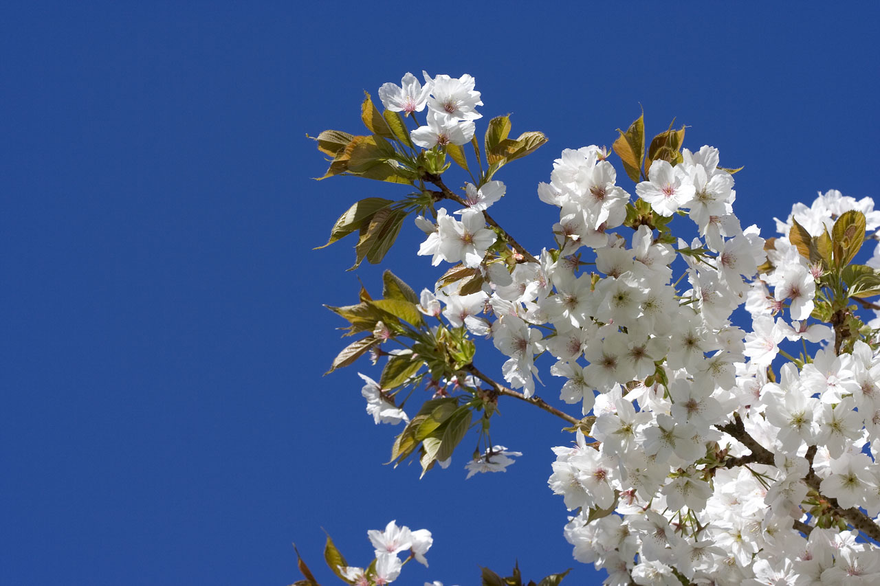 White japanese flowering cherry against the blue sky