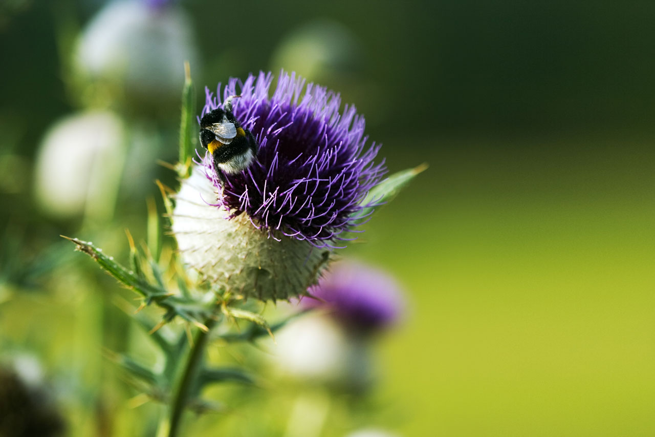 Thistle With A Bumblebee