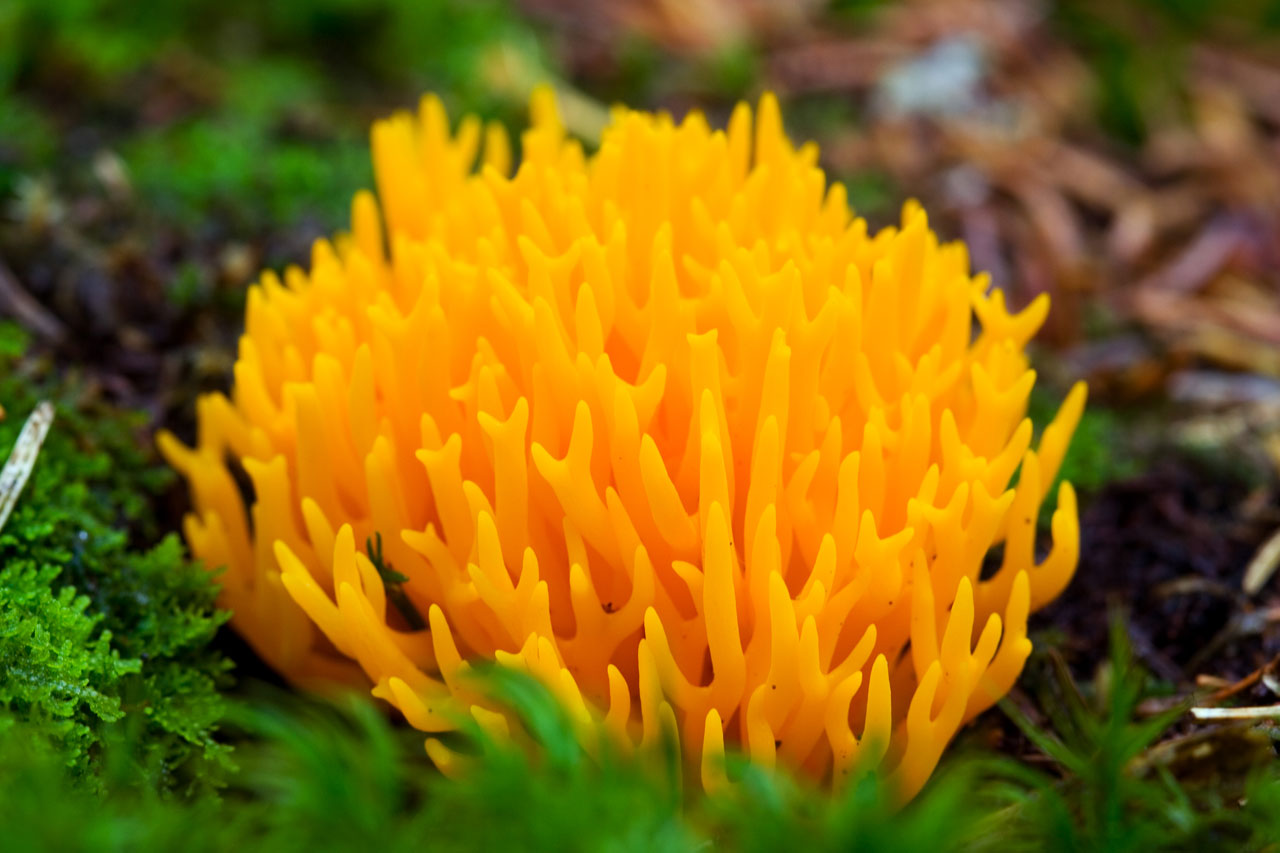 Detailed photo of a yellow wild mushroom