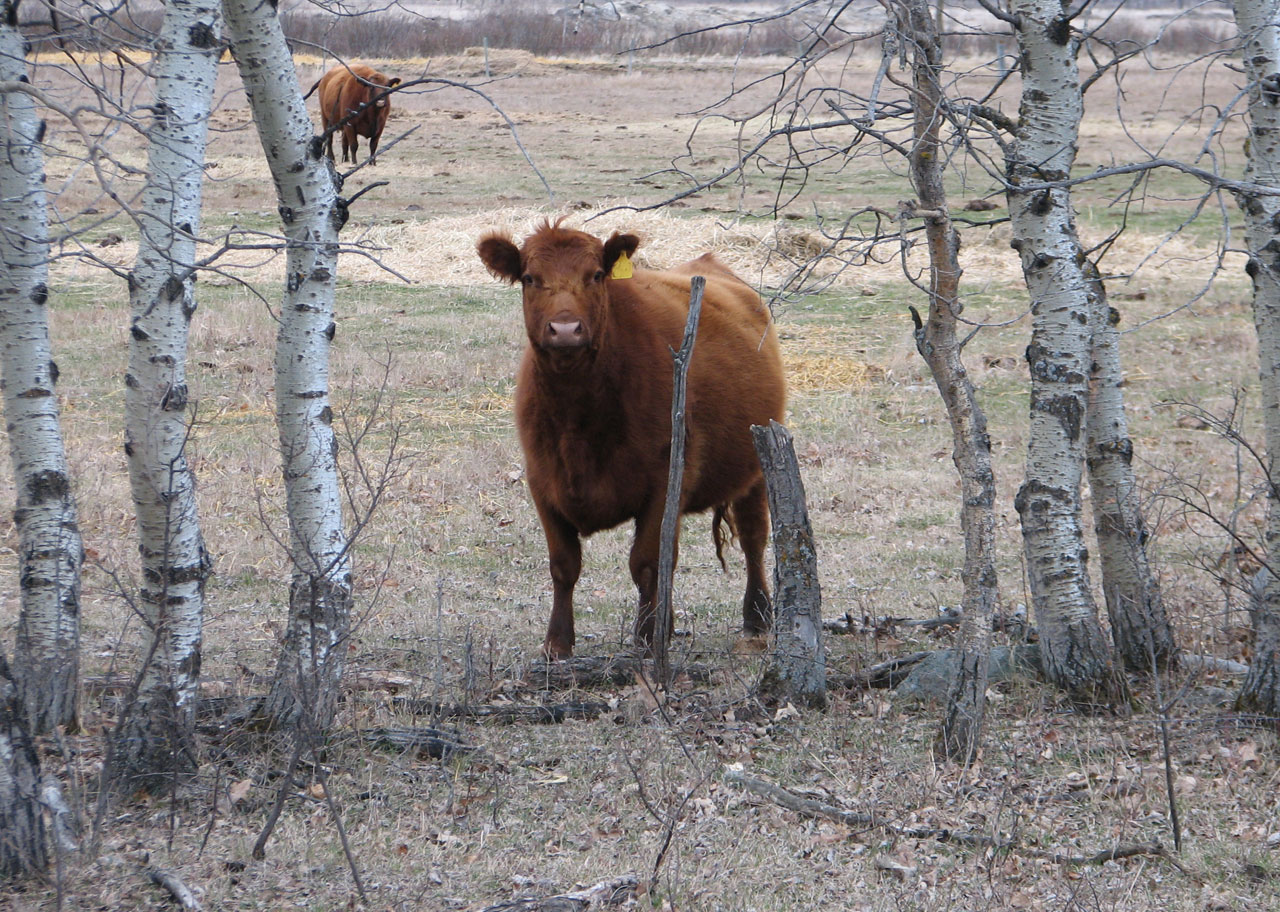Red Angus cow curious about me