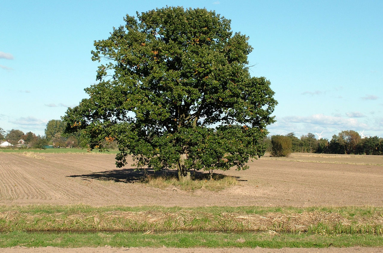 Tree in field near Hamburg