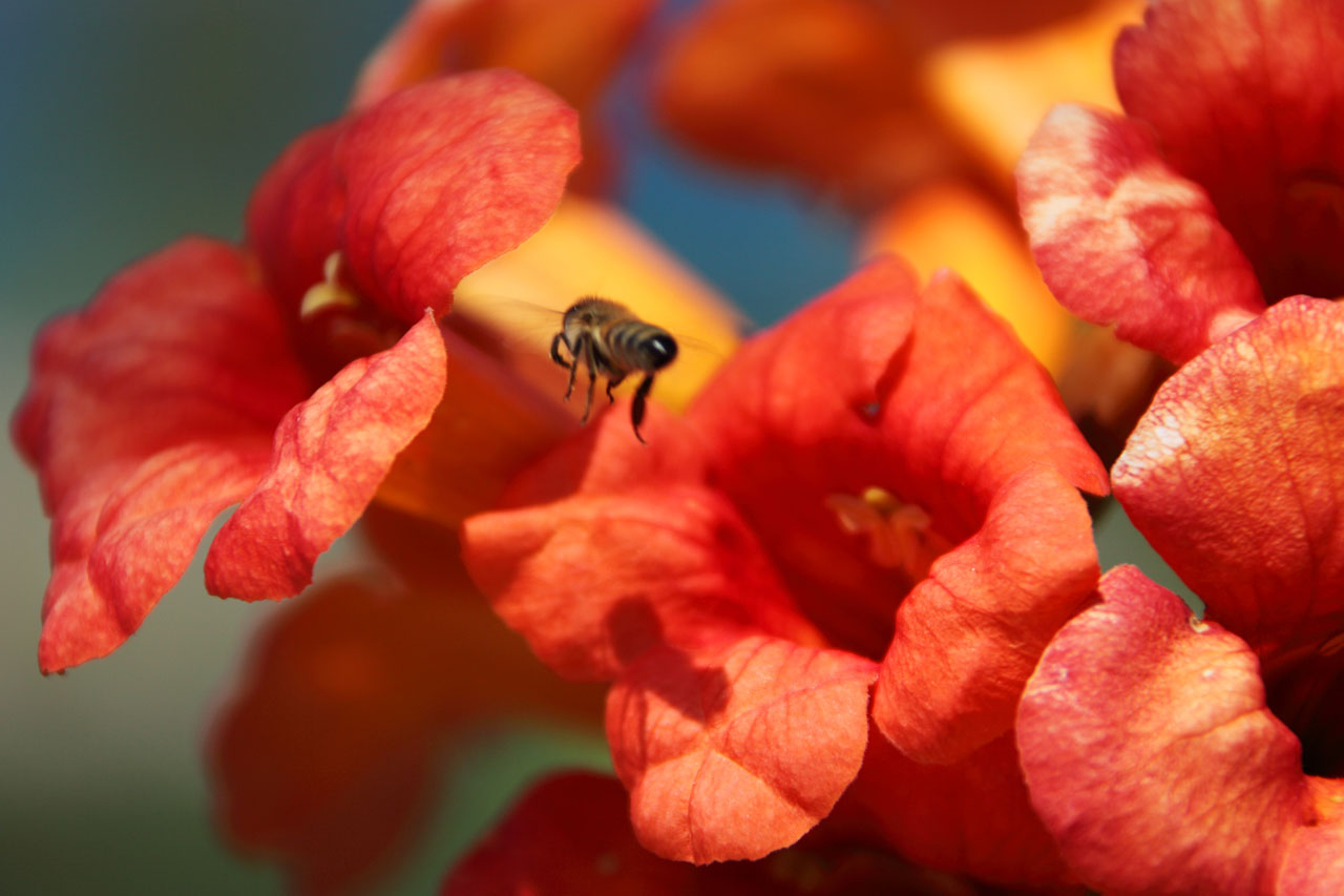 bee heading for red flower