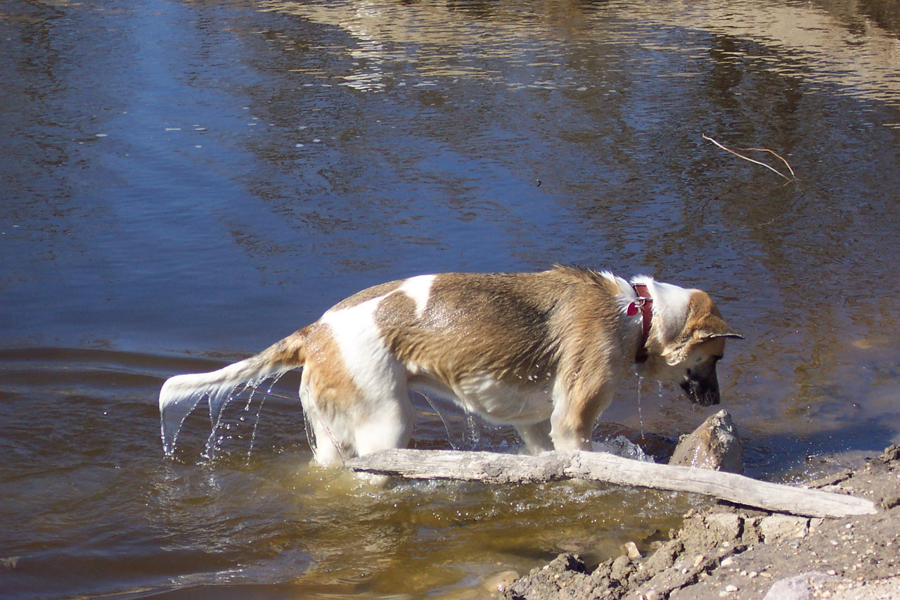 Dog playing in the pond and mud digging up rocks