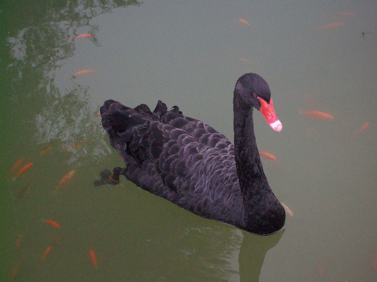 A black swan on the water