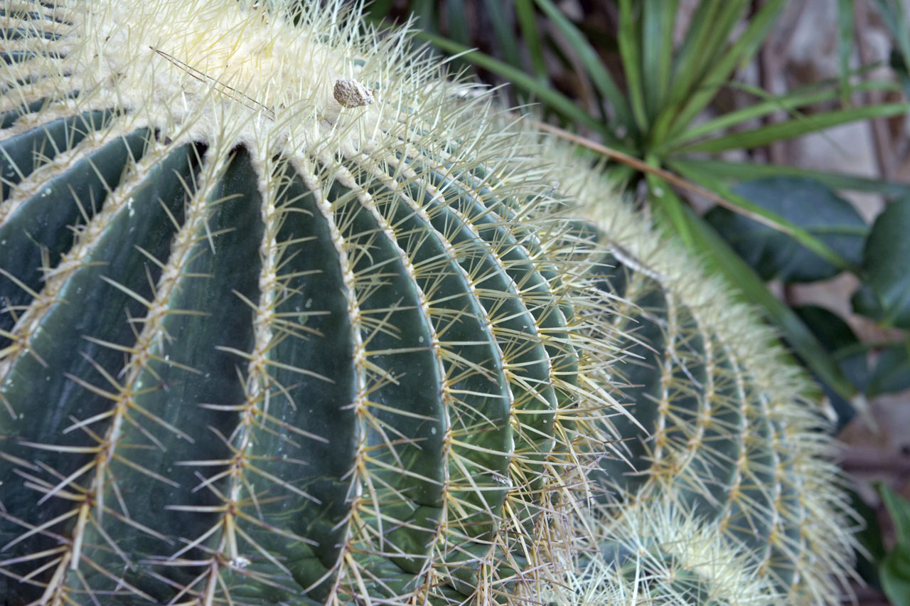 A close-up shot of a cactus