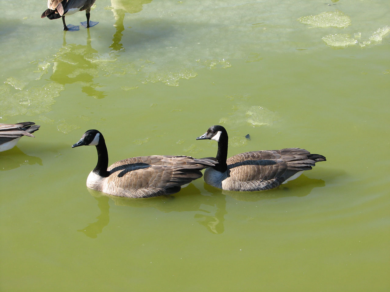 Canada Geese Couple