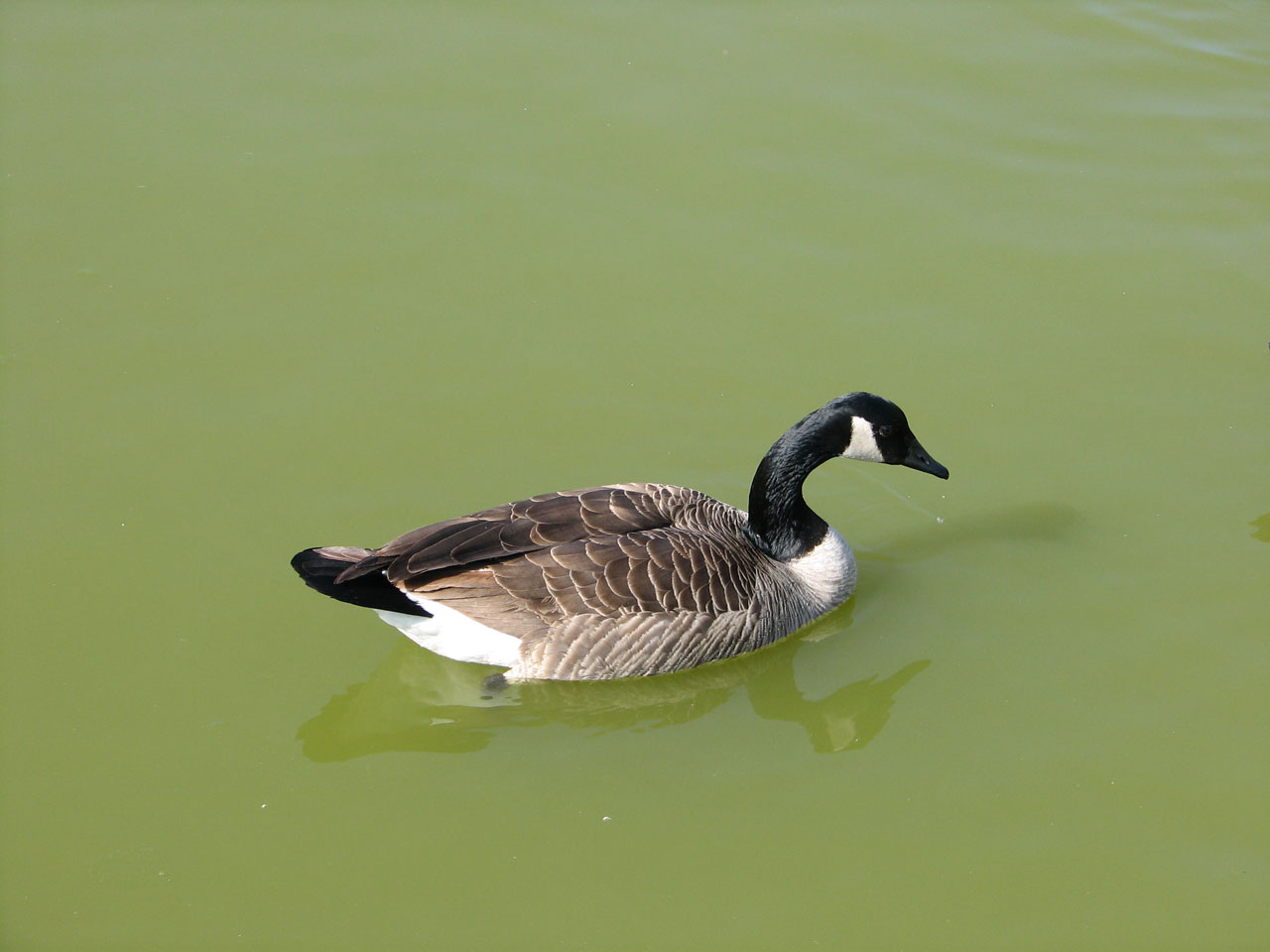 Canada Goose swimming on open water looking for food, profile