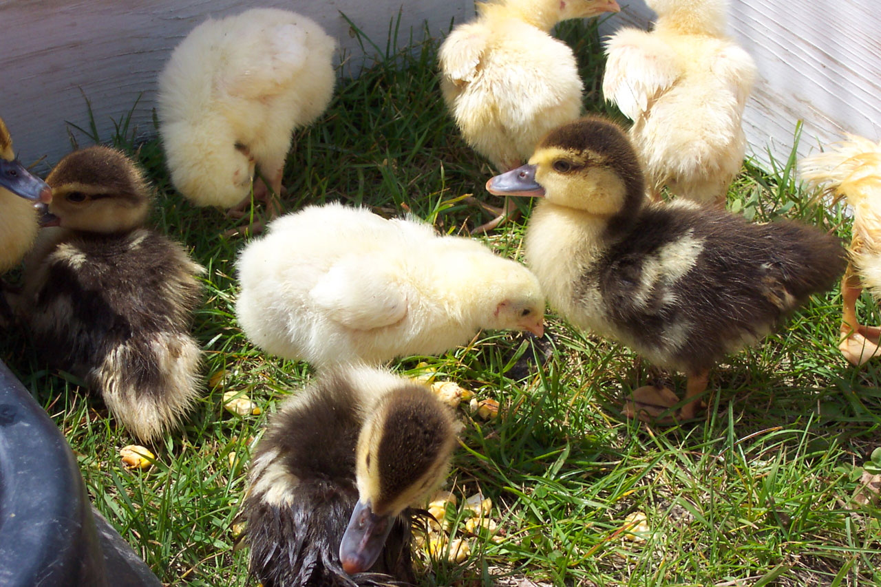 Chicks And Ducklings