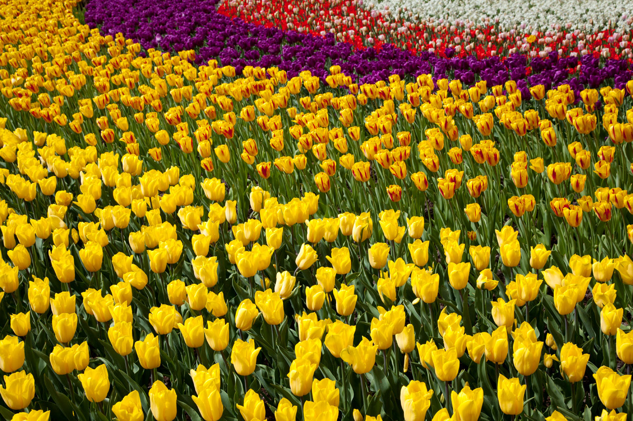 Colorful Tulip Wallpaper