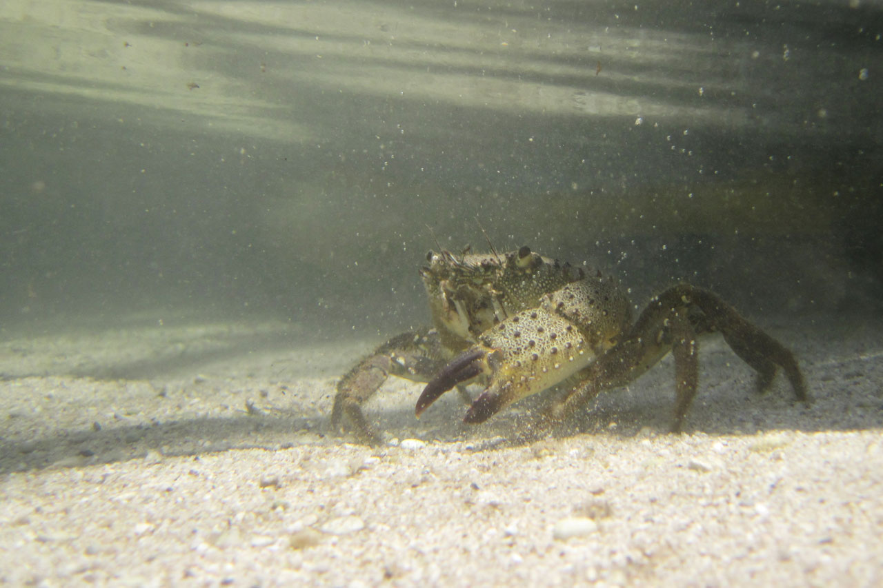 crab walking on sand underwater