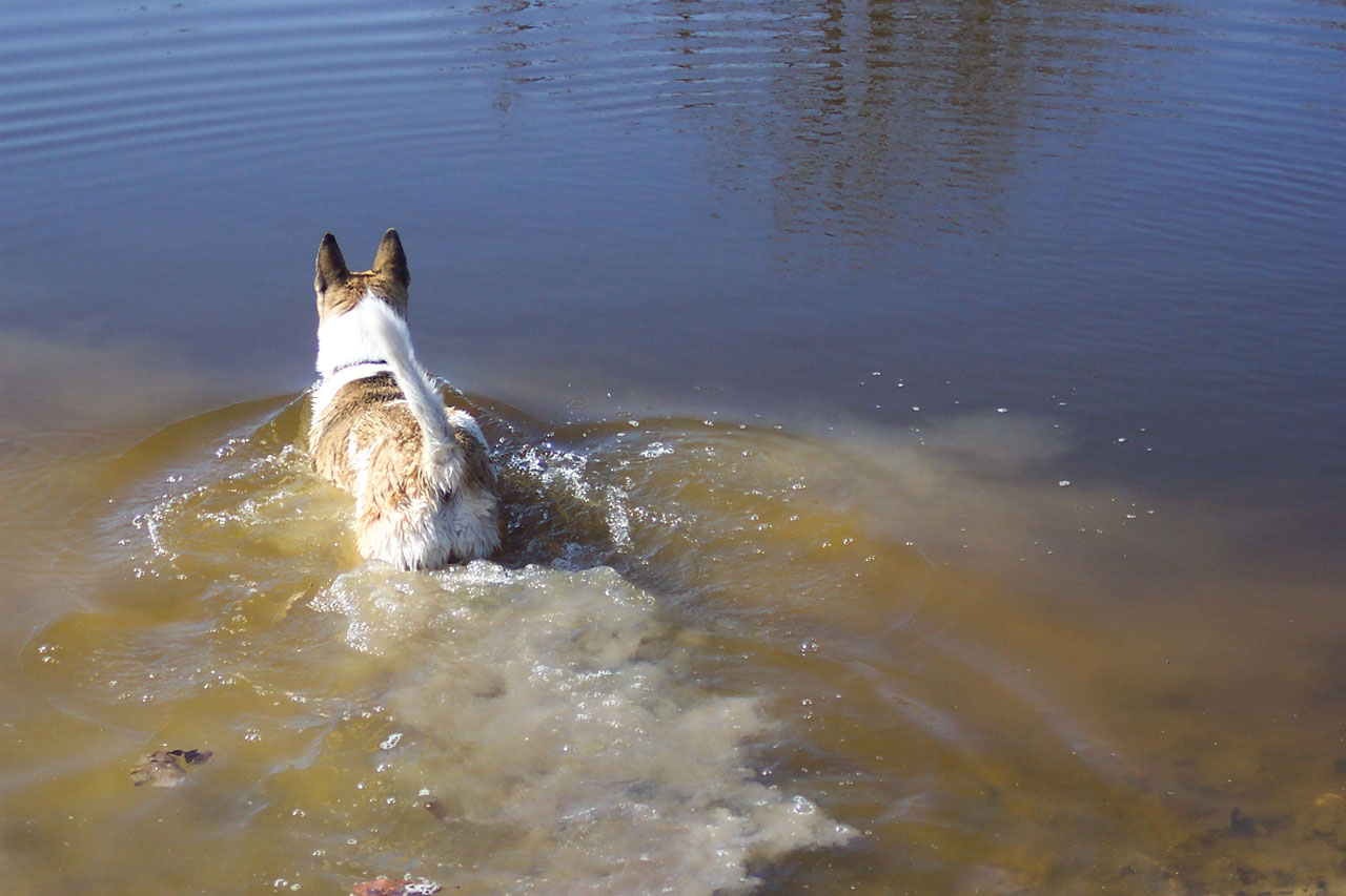 Dog Testing The Water