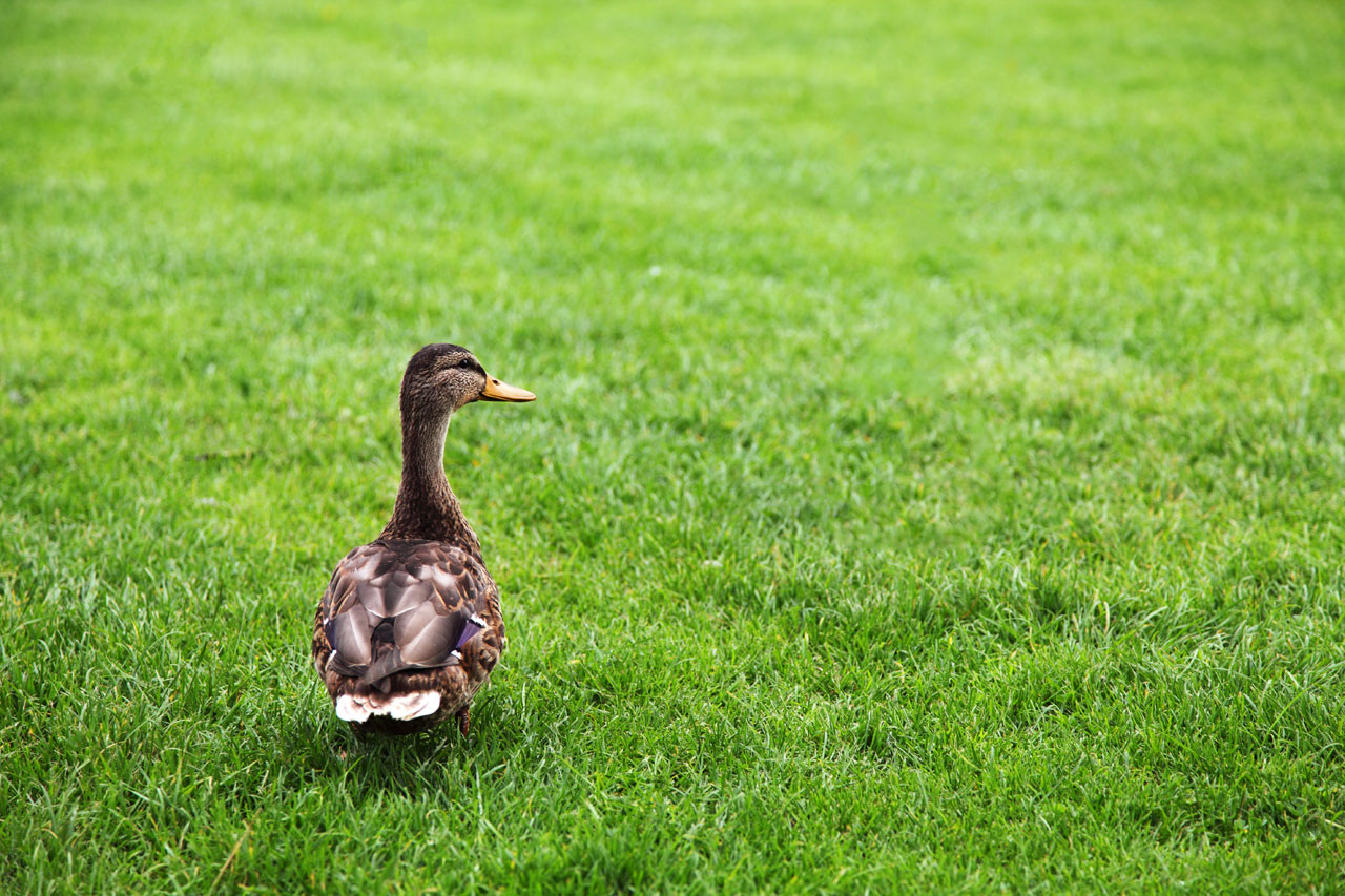 Duck On Green Grass