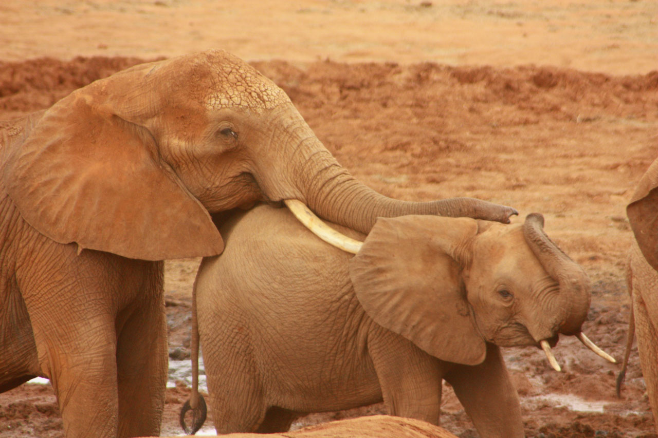 Elephants in Tsavo