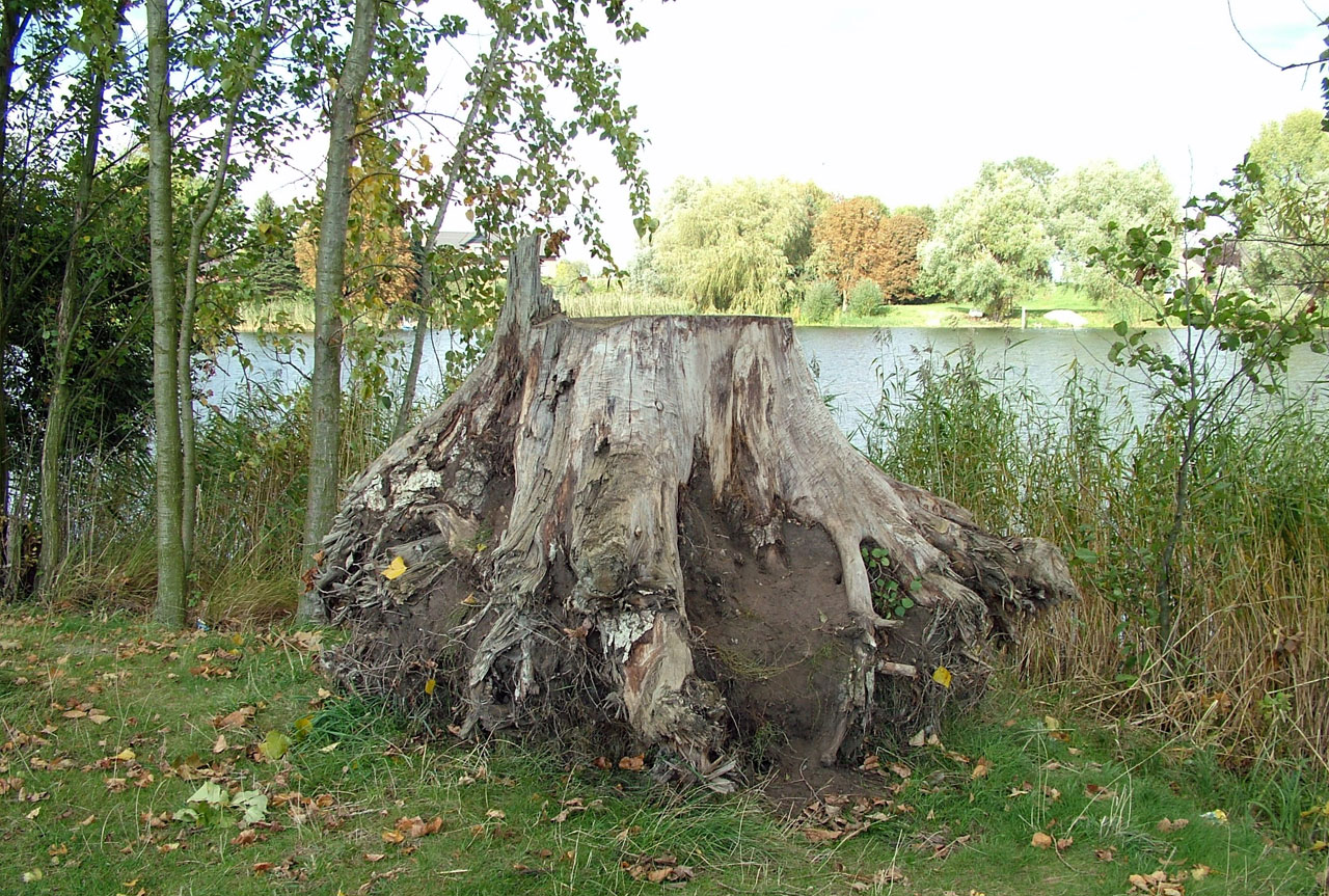Uprooted Tree Stump