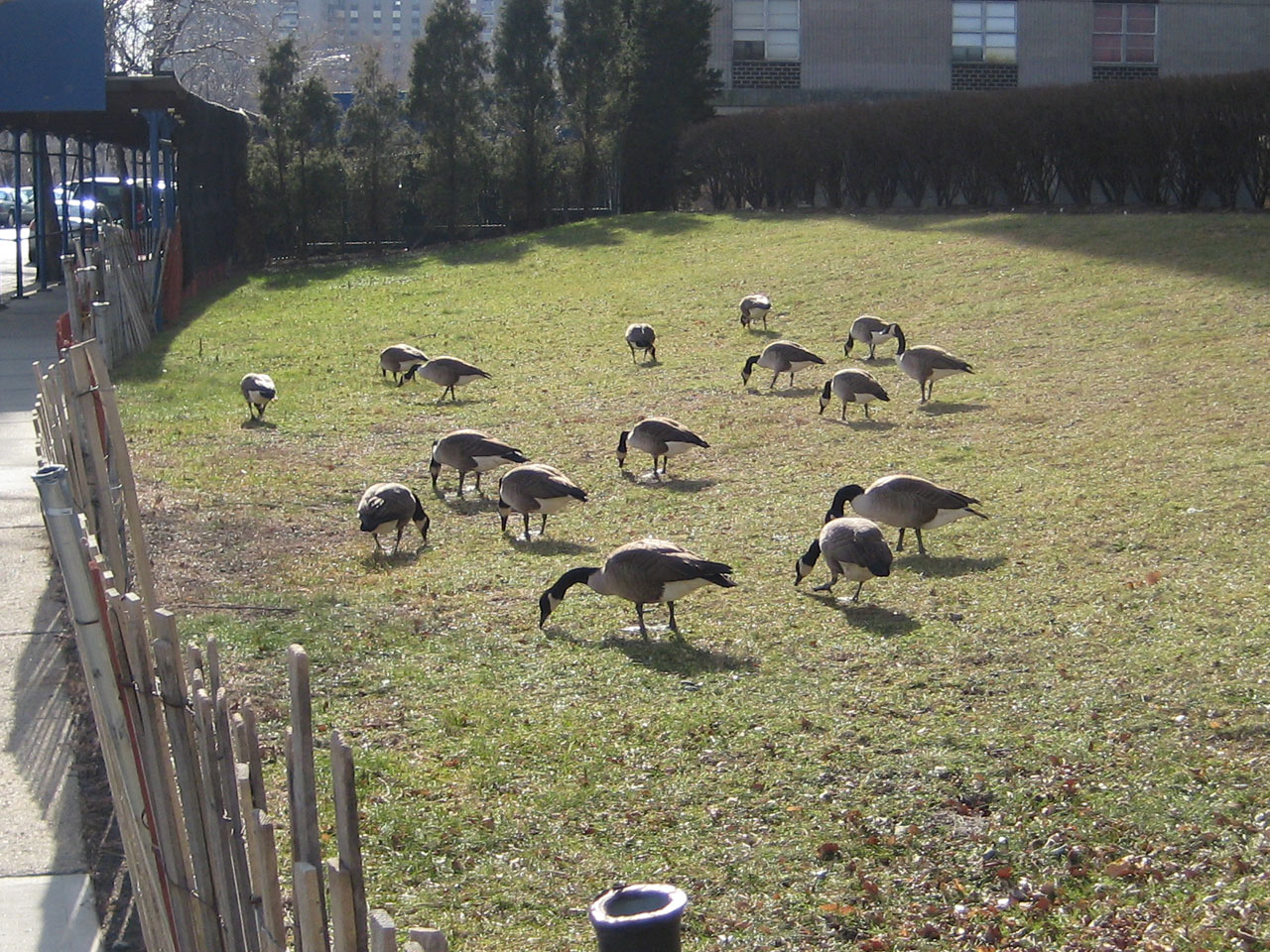 Canadian Geese