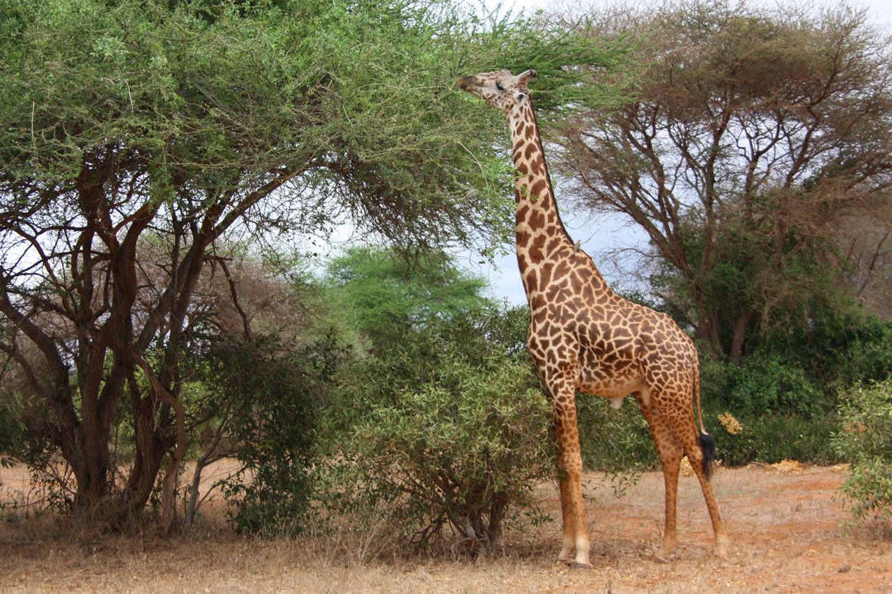 Giraffe in Tsavo