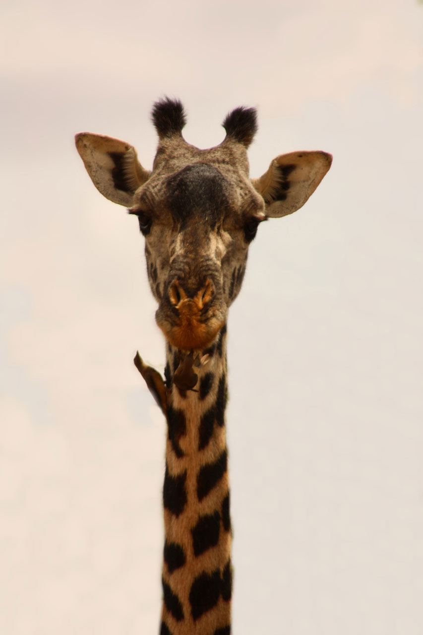 Giraffe in Tsavo