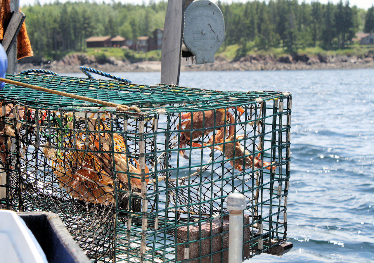 Lobstering Cage