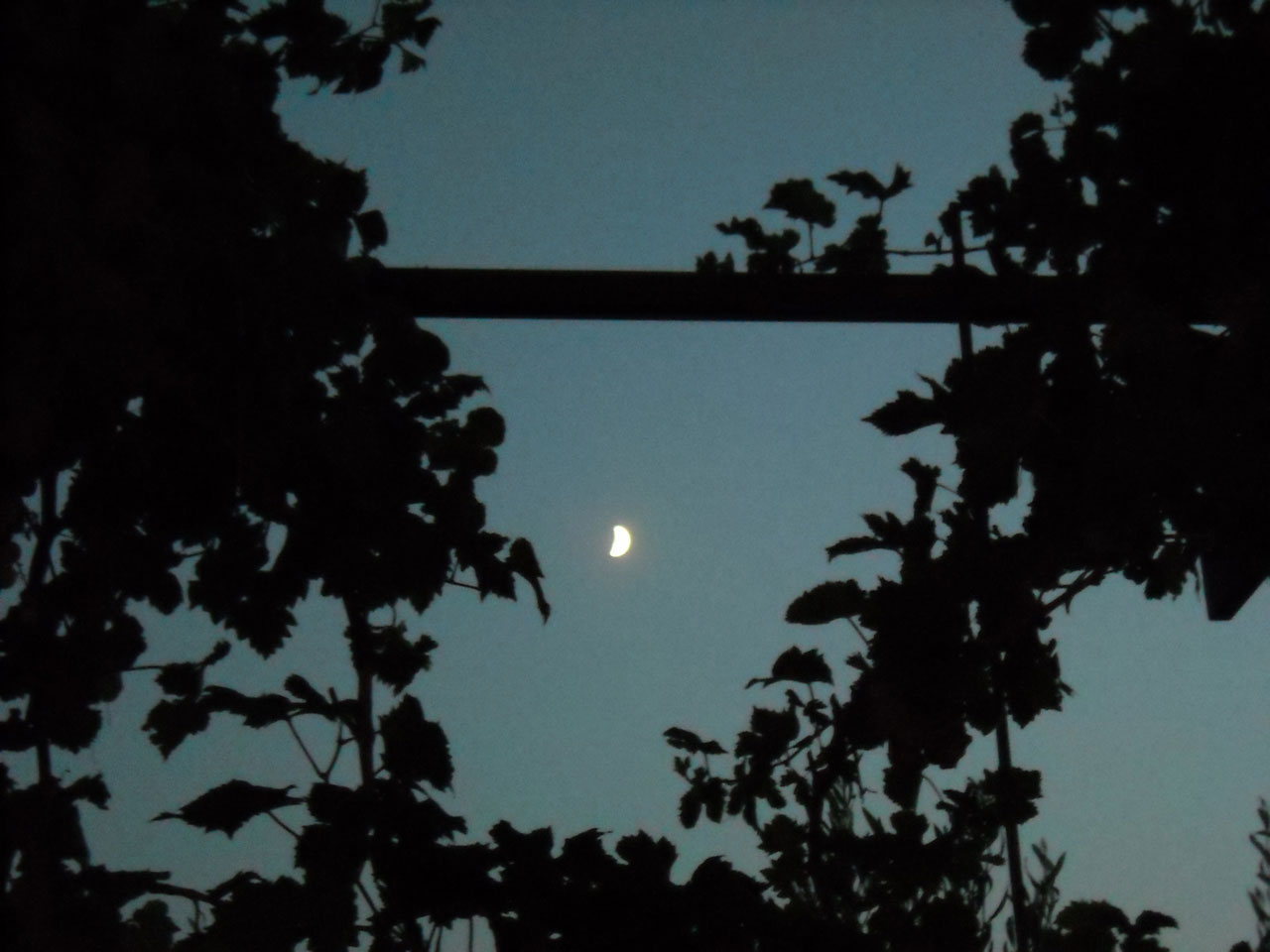 Moon Through The Vineyards