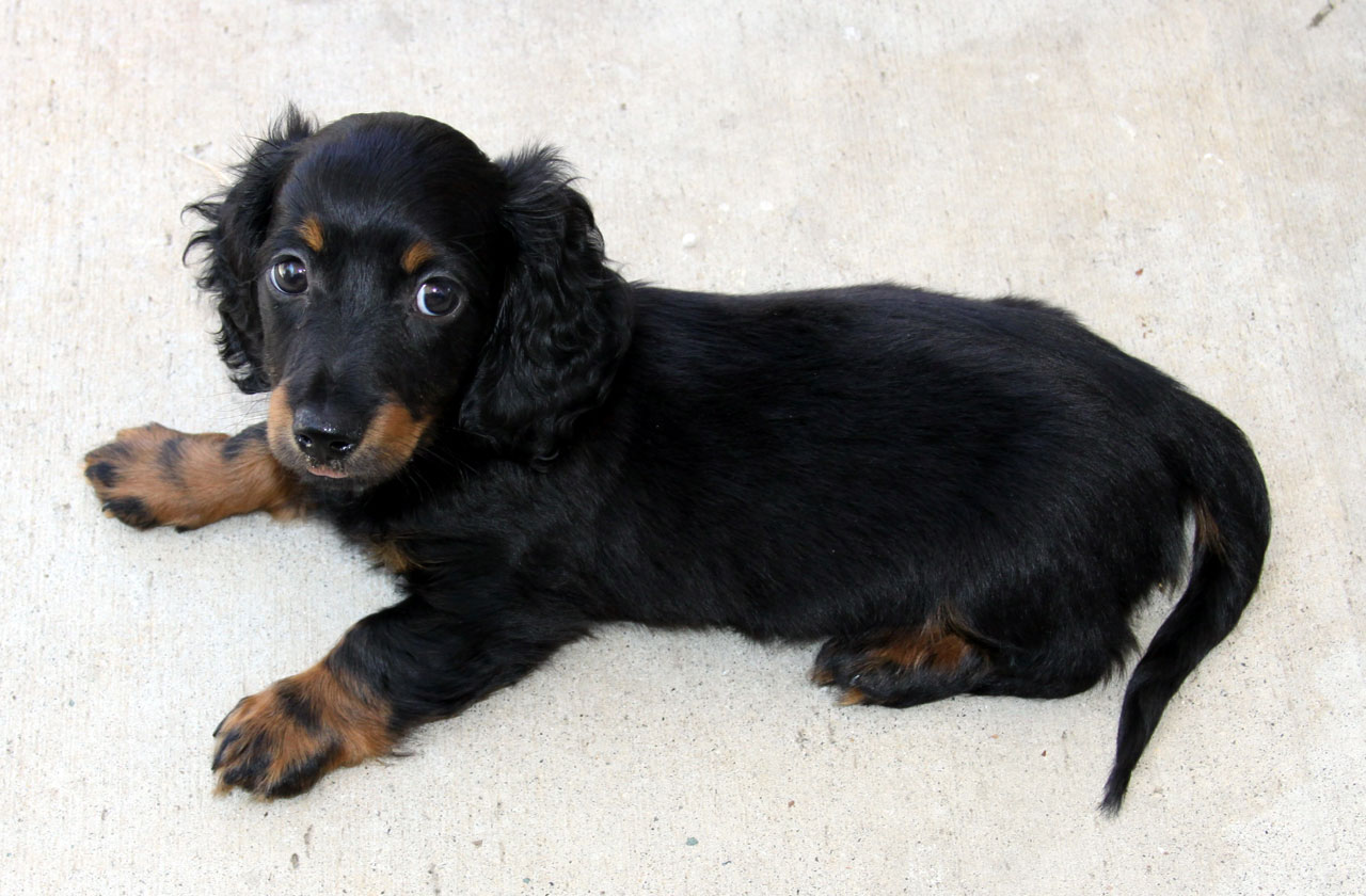 Mini Longhair Dachshund Puppy, 8 weeks old, male