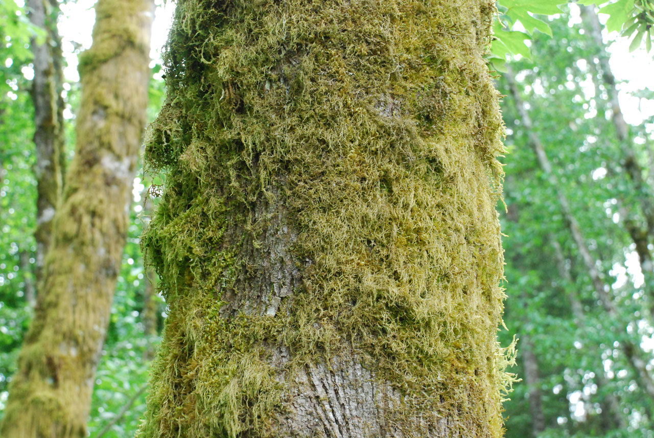 Mossy Alder Tree