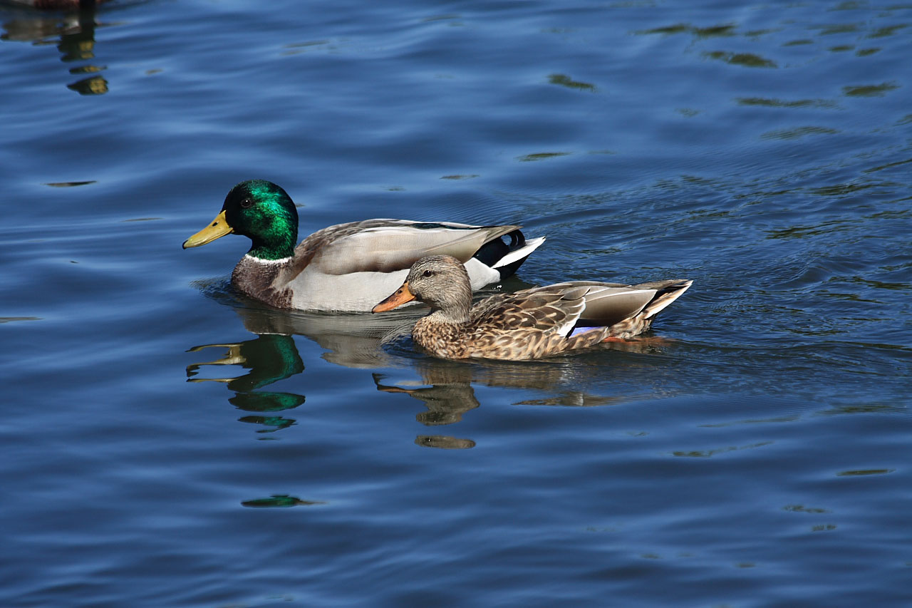 A male and female mallard duck (Anas platyrhynchos) swimming in a pond