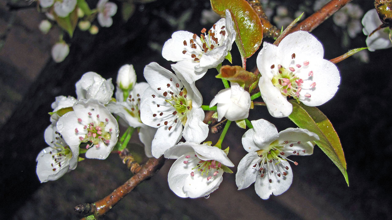 Blossoms on a pear tree at springtime