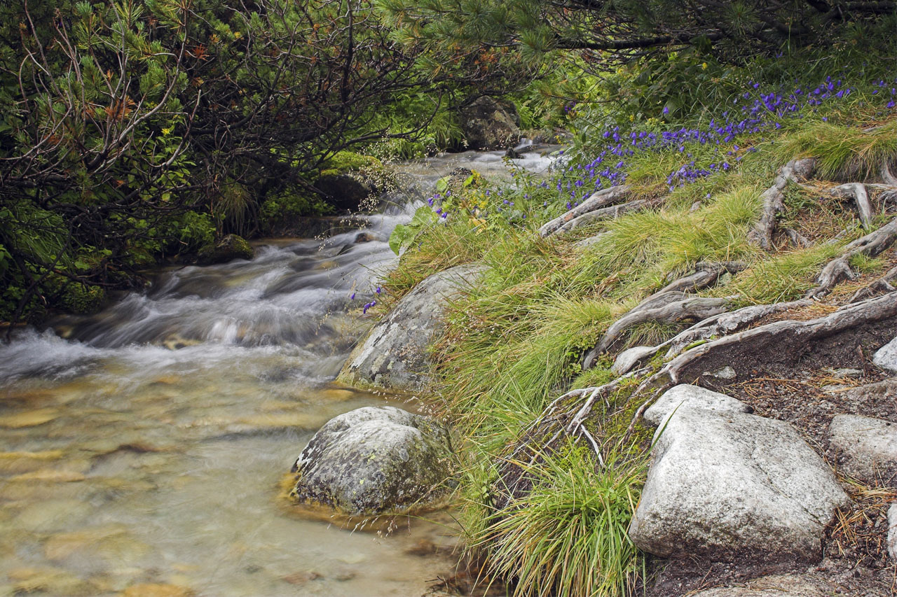 Clean cold stream in High Tatras in Slovakia