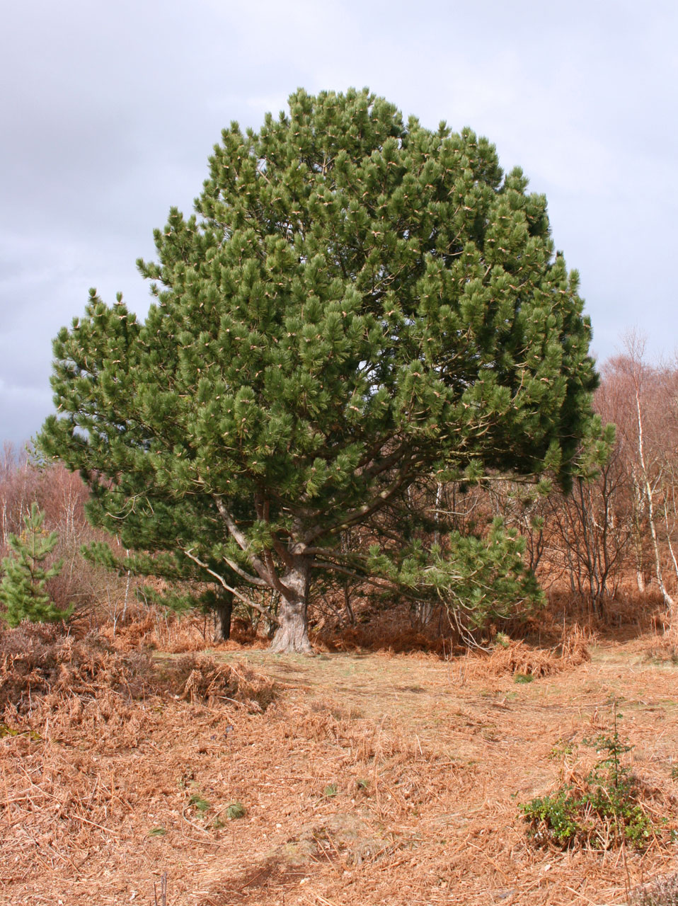 A single rounded shaped fir tree