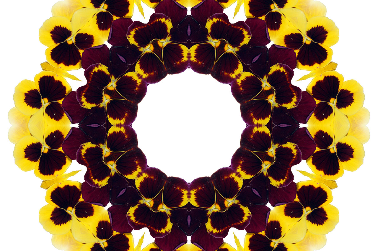 Background with yellow and purple pansies