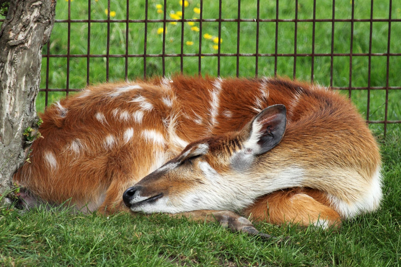 an antelope sleeping with a smile on her face