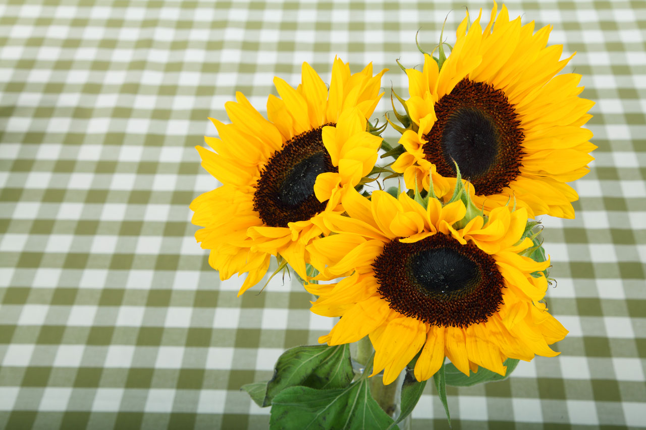 three sunflowers on green checkered tablecloth