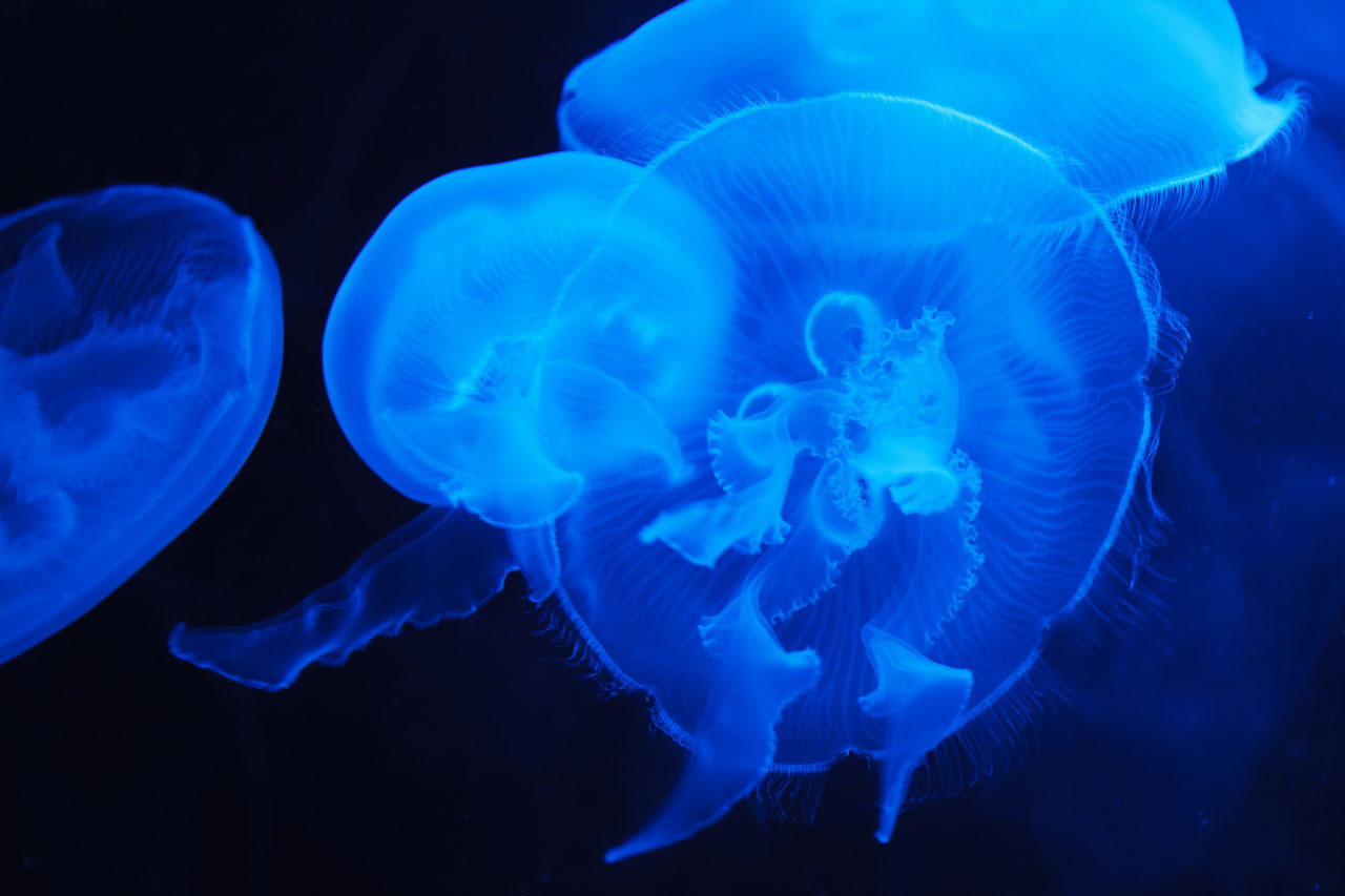 Translucent Blue Jellyfish