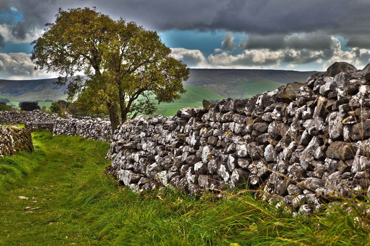 Tree And Stone Wall
