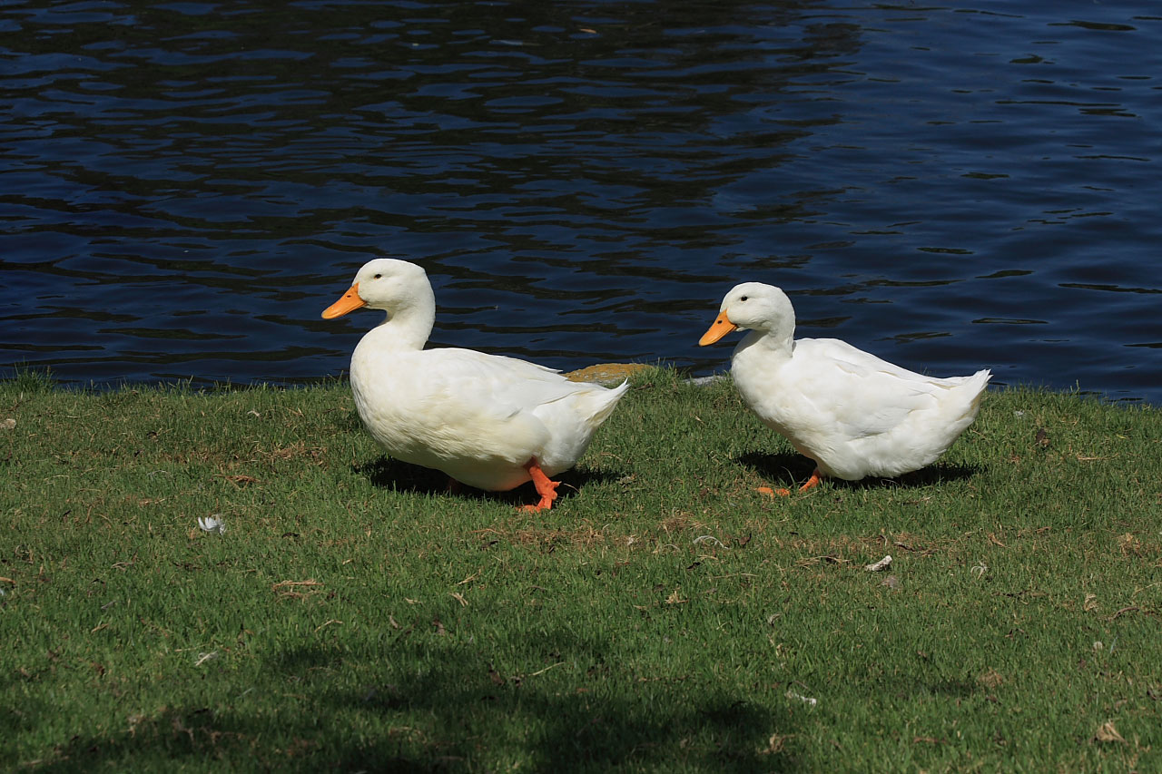 Two White Waddling Ducks
