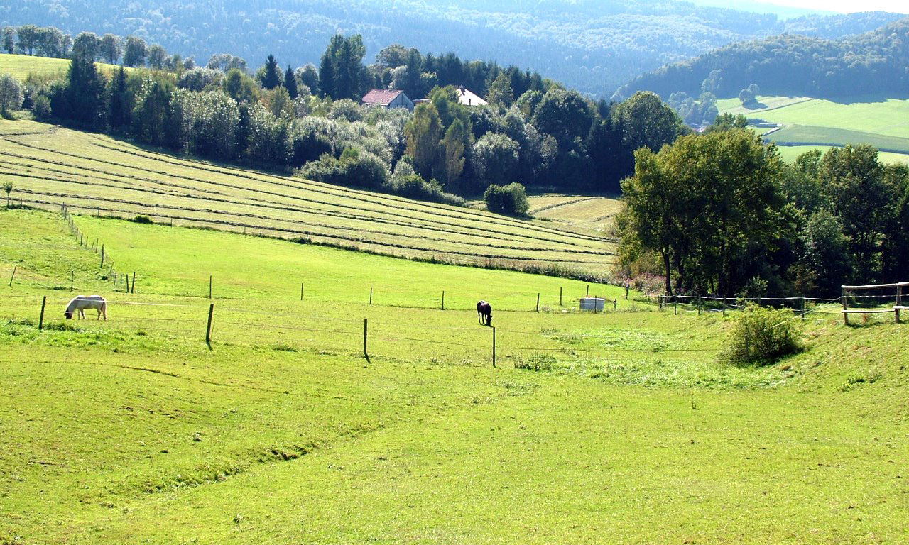Pasture with horses