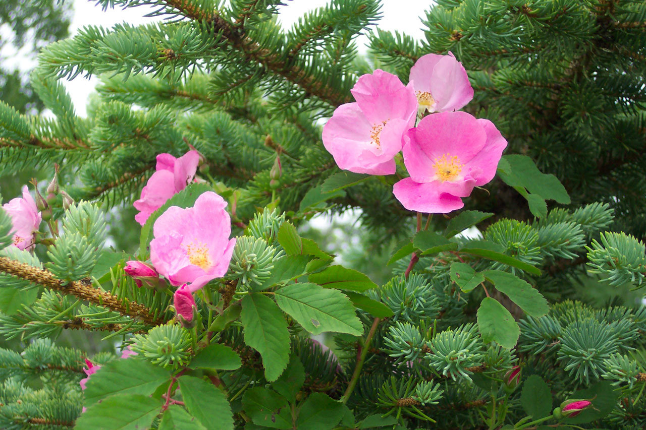 Wild Roses In Pine