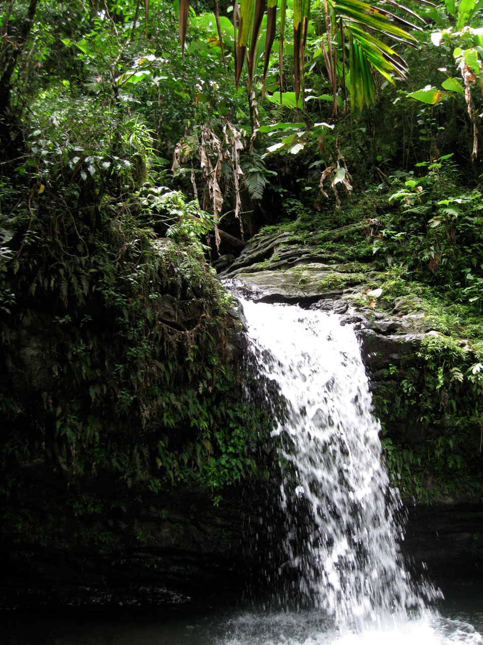 rain forest pic 1