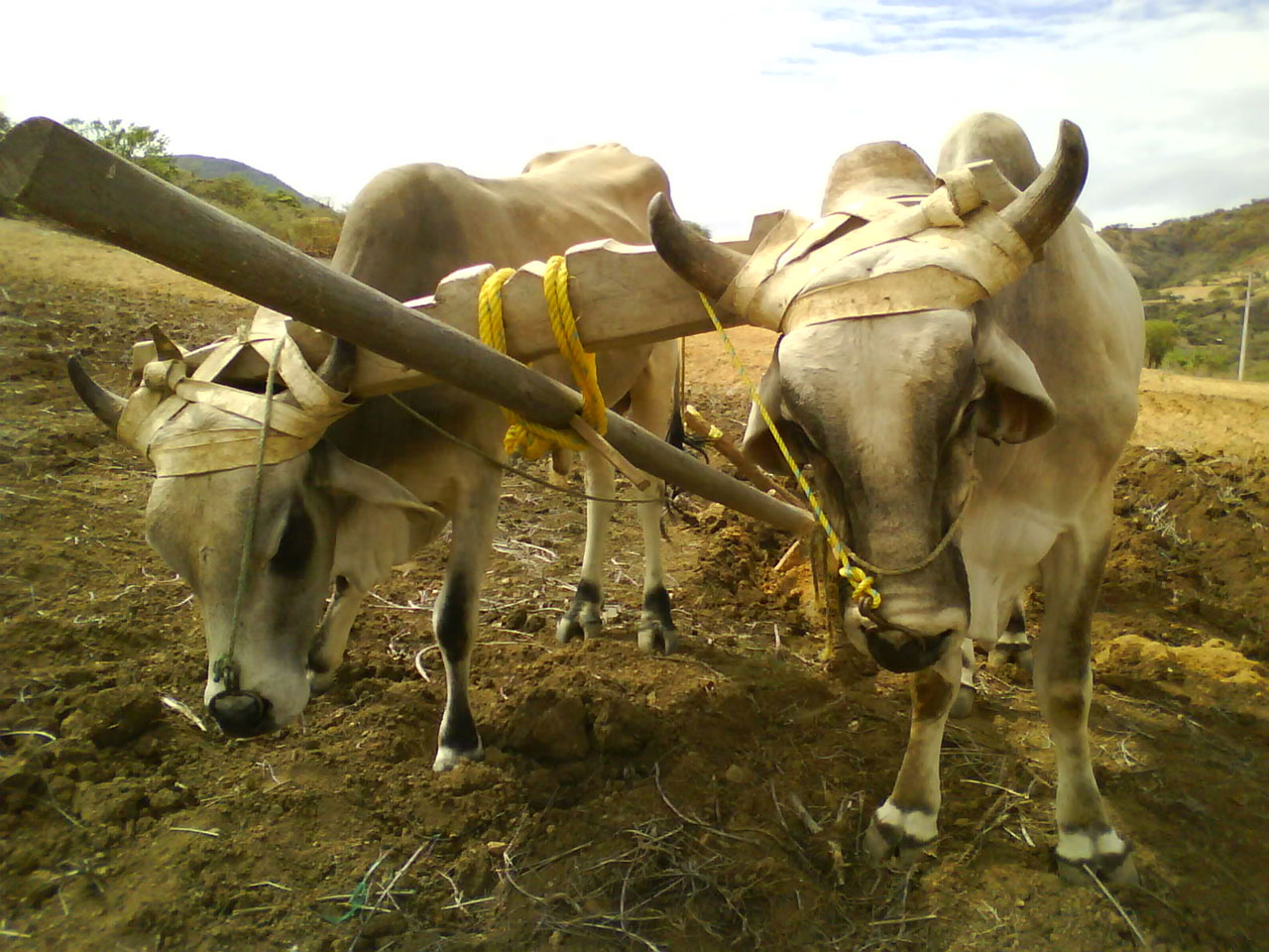 yoke to plow land by two zebu bulls