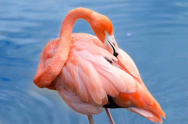 Flamingo roz Poza gratuite - Public Domain Pictures