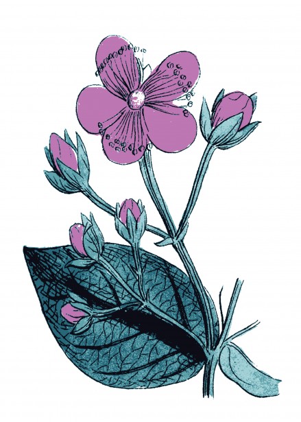 Purple Flower Illustration Free Stock Photo - Public Domain Pictures