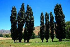 A Row Of Poplar Trees